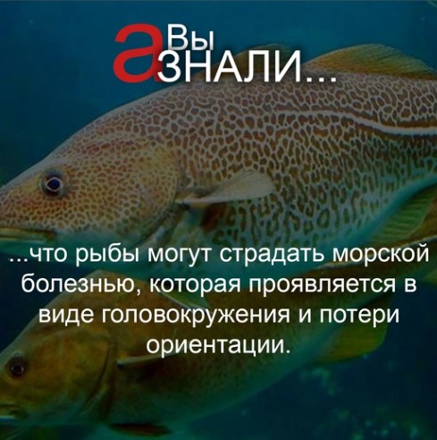 ГРУППА ВКОНТАКТЕ ЛЮБОПЫТНО_забавные факты