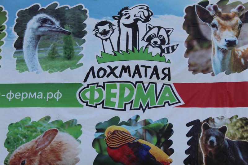 Вывевста фермы