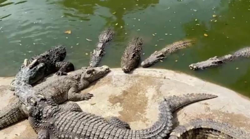 Крокодил