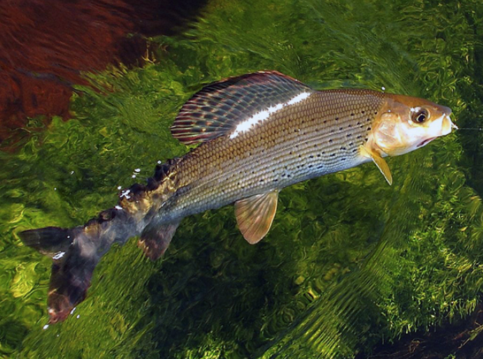сибирский хариус