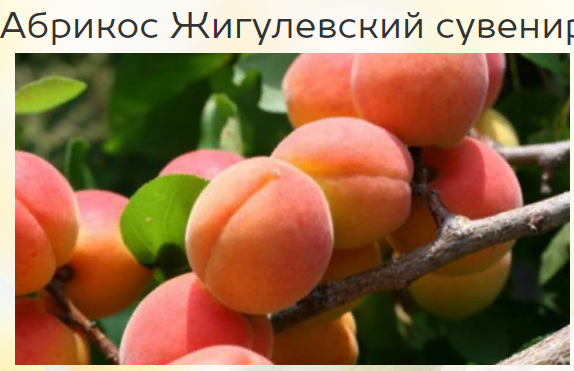 Садовый центр Веры Глуховой