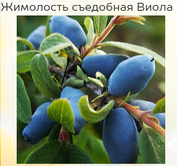 Садовый центр Веры Глуховой